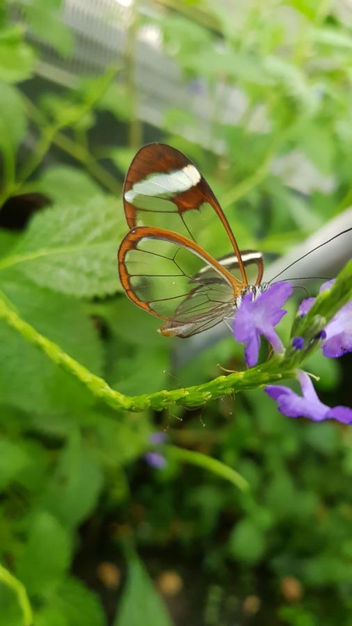 The Butterflies Wood House Villa Reshafim Ngoại thất bức ảnh